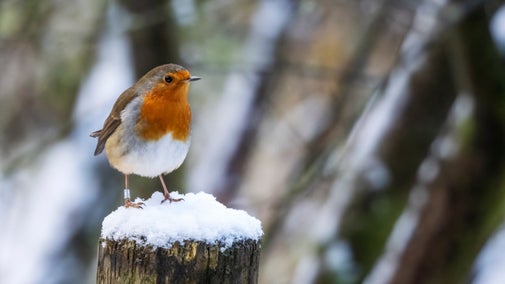 Robin in the snow at Arlington Court and the National Trust Carriage Museum, Devon